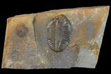Ogyginus Trilobite - Wales, Great Britian #130195-1